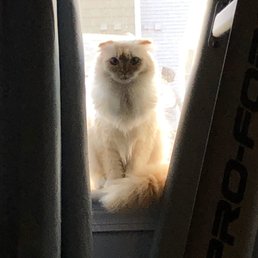 My gorgeous Scottish Persian