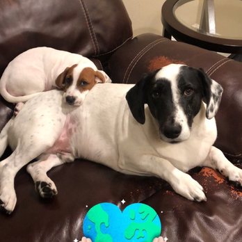 Good Behavior Dog Training - Pet Training Near Me Good Behavior Dog Training - Pet Training Near Me
