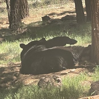 Bearizona - Black Bear - Zoos Near Me - Williams, Arizona Bearizona - Black Bear - Zoos Near Me - Williams, Arizona