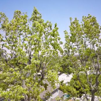 Genesis Tree Care - Tree Services Near Me - Whittier, California Genesis Tree Care - Tree Services Near Me - Whittier, California