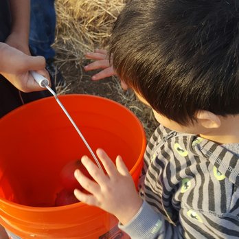 Blue Ridge Organic Farm - They give you buckets to fill - Fruits & Veggies Near Me - Winters, California