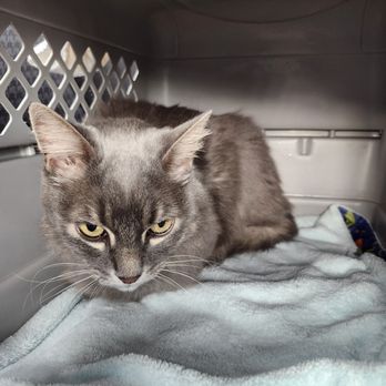 Monarch Veterinary Hospital - Our cat Greysen ready to go home after his visit to Monarch Veterinary Hospital located in South Jordan. All who work there are very good! - Veterinarians Near Me - South Jordan, Utah Monarch Veterinary Hospital - Our cat Greysen ready to go home after his visit to Monarch Veterinary Hospital located in South Jordan. All who work there are very good! - Veterinarians Near Me - South Jordan, Utah