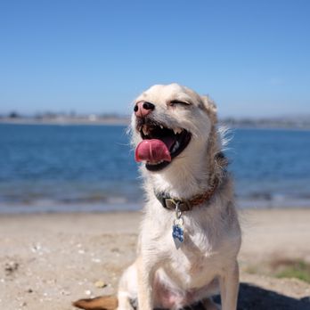 Sunny Pets - Dog Walkers Near Me - San Diego, California Sunny Pets - Dog Walkers Near Me - San Diego, California