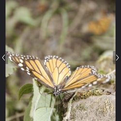Piedra Herrada - Monarch butterfly