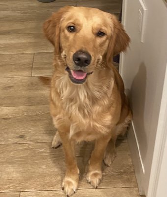 THE DAVIE AKC GOLDEN RETRIEVERS - Updated January 2026 - 13 Photos