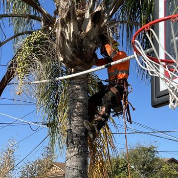 Felix Perez Tree Service - a man cutting down a palm tree - Tree Services Near Me Felix Perez Tree Service - a man cutting down a palm tree - Tree Services Near Me