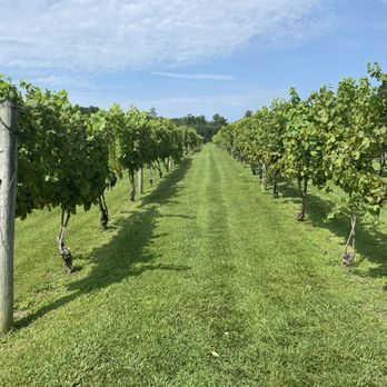 Mark Cascia Vineyards - Vineyards - Wineries Near Me - Stevensville, Maryland