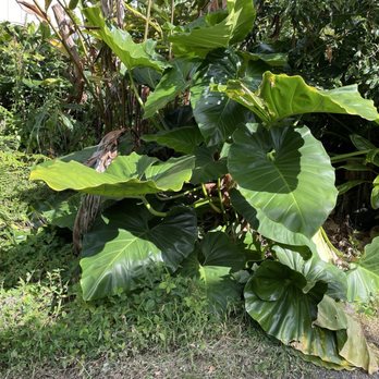 Da Local Boy - Picture - Hawaiian Near Me - Highwood, Illinois