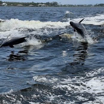 Surf's Up Dolphin Cruises - Boat Tours Near Me - Orange Beach, Alabama