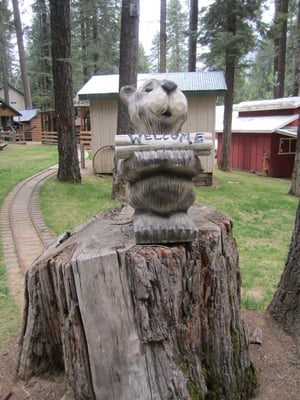 Camp Wawona by null