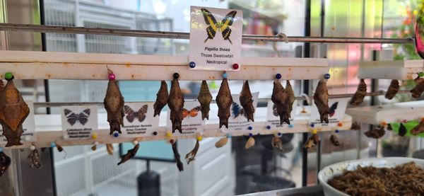 The Key West Butterfly and Nature Conservatory by null