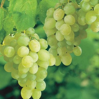 Pixies Gardens - Thompson Seedless White Grapes - Nurseries & Gardening Near Me - Conyers, Georgia Pixies Gardens - Thompson Seedless White Grapes - Nurseries & Gardening Near Me - Conyers, Georgia
