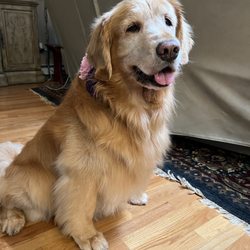 Valley Dog Grooming Salon