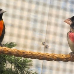 DuPage Wildlife Conservation Center - Baltimore Oriole & Rose-breasted Grosbeak chatting