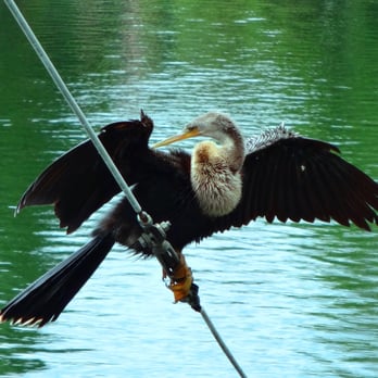 Crane's Roost Park - Anhinga spreading and drying wings at Crane's Roost... - Parks Near Me - Altamonte Springs, Florida Crane's Roost Park - Anhinga spreading and drying wings at Crane's Roost... - Parks Near Me - Altamonte Springs, Florida