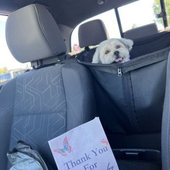 MELK Dog Grooming - Excited for her treats provided by MELK - Pet Groomers Near Me - Sacramento, California MELK Dog Grooming - Excited for her treats provided by MELK - Pet Groomers Near Me - Sacramento, California