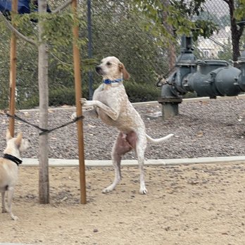 Wildcatters Dog Park - Pups having fun - Dog Parks Near Me - Brea, California