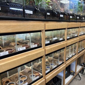 Reptile Island - Geckos - Pet Stores Near Me - Rancho Cucamonga, California