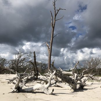 Driftwood Beach - Beaches Near Me - Jekyll Island, Georgia Driftwood Beach - Beaches Near Me - Jekyll Island, Georgia