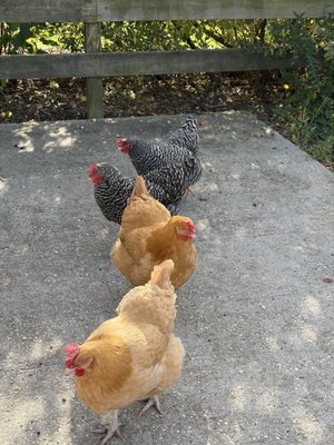 8 Hands Farm by null