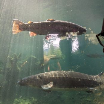Bonneville Dam Fish Hatchery - Aquariums Near Me - Cascade Locks, Oregon