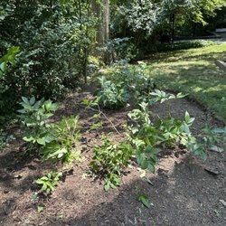 Neal's Tree