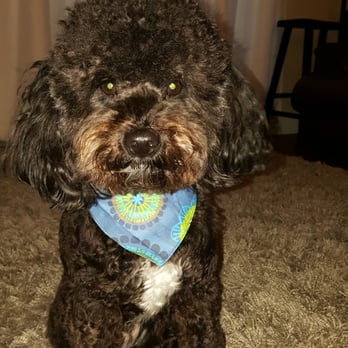 Dog dé Salon - Baxter with his new cut...so adorable! - Pet Groomers Near Me - Keller, Texas Dog dé Salon - Baxter with his new cut...so adorable! - Pet Groomers Near Me - Keller, Texas