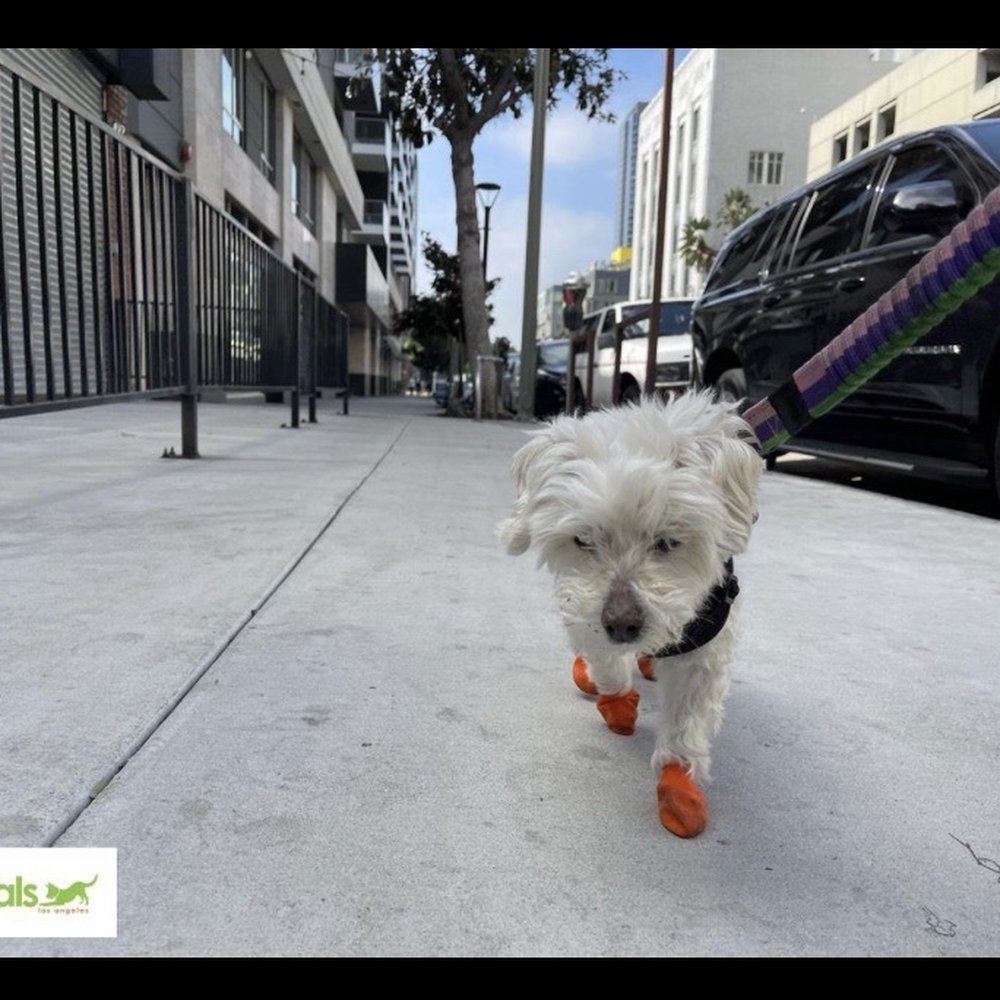 Loving her walk