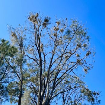 American River - Birds nesting in a tree - Lakes Near Me