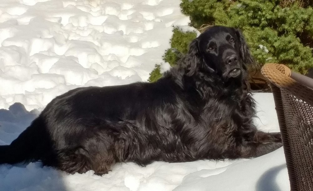 A Good Dog-Pet Care Services - pet boarding facility in Norwalk, CT