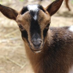 Silk Tree Farm