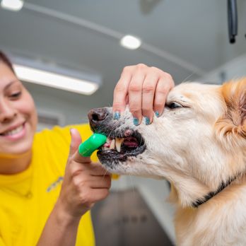 1. Noah's Bark Mobile Grooming