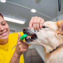 Noah's Bark Mobile Grooming