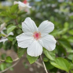 Imiloa Astronomy Center of Hawaii - Hibiscus