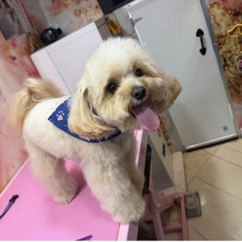 Pawradise Mobile Grooming - Pet Groomers Near Me