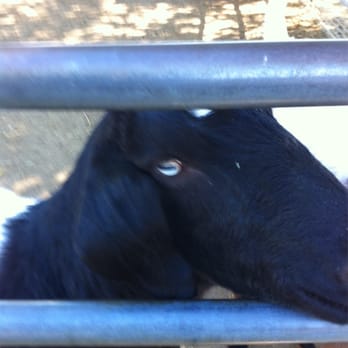 Bates Nut Farm - Goat - Specialty Food Near Me - Valley Center, California