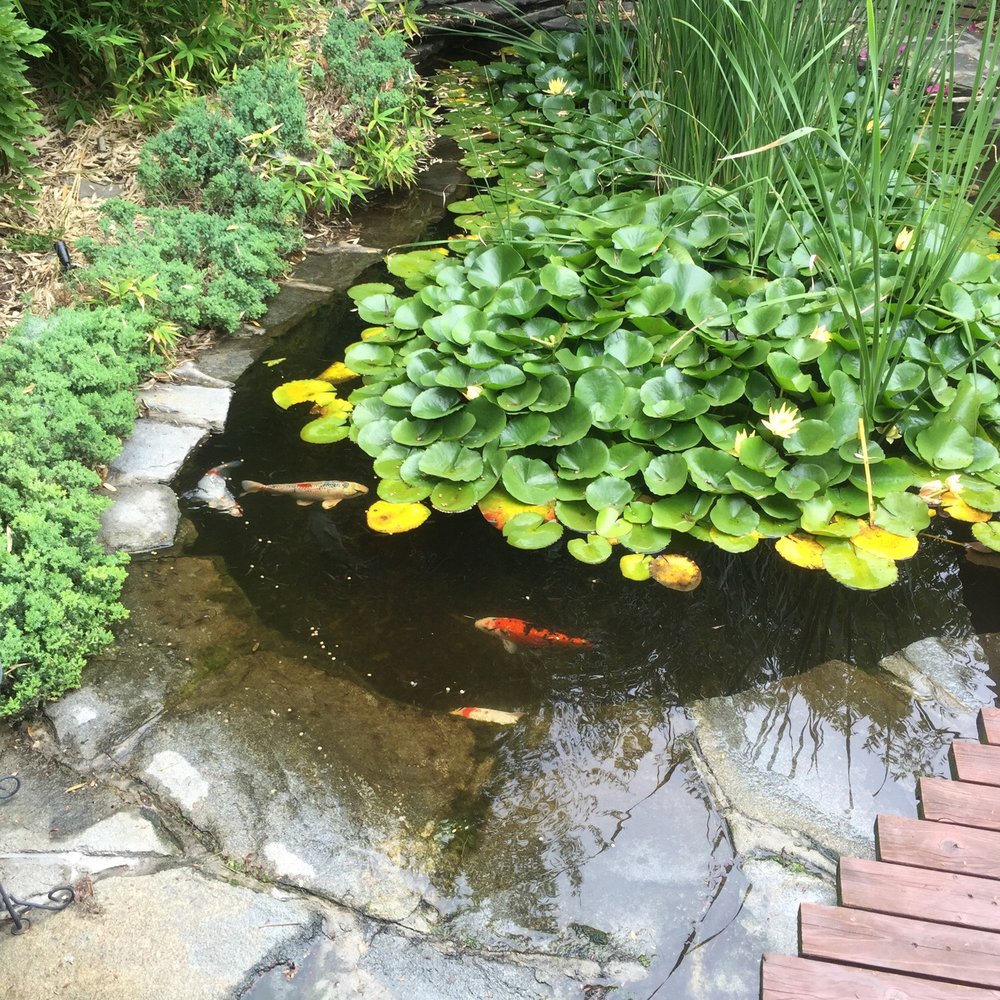 Pasadena Tropical Fish - Koi from PTF - Local Fish Stores Near Me - Pasadena, California