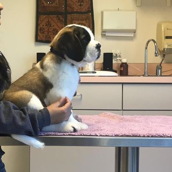Veterinary Integrative Center - Arya on her first visit - Veterinarians Near Me - Redlands, California Veterinary Integrative Center - Arya on her first visit - Veterinarians Near Me - Redlands, California