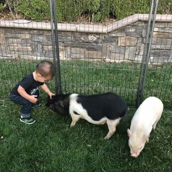 Magical Minis Petting Zoo - Ranches Near Me