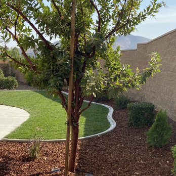 Moran Tree Service - Tree Services Near Me - Riverside, California Moran Tree Service - Tree Services Near Me - Riverside, California