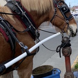 Sampson the horse! Sampson the horse!
