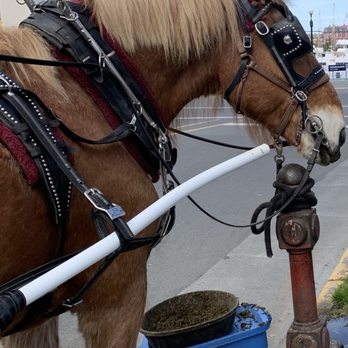 Tally-Ho Carriage Tours - Sampson the horse! - Historical Tours Near Me - Victoria, British Columbia Tally-Ho Carriage Tours - Sampson the horse! - Historical Tours Near Me - Victoria, British Columbia