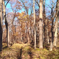 Meacham Grove Forest Preserve