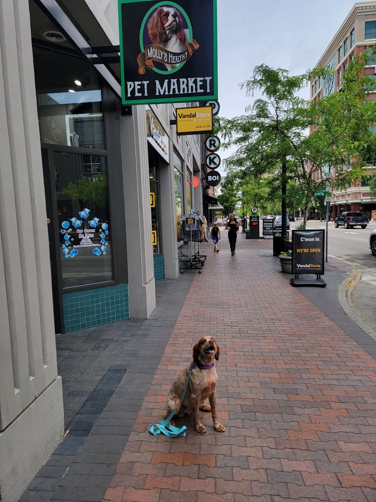 MOLLY’S HEALTHY PET FOOD MARKET Updated October 2024 26 Photos & 21