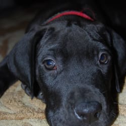 Cornerstone Danes - Our Great Dane 8 weeks Boo Radley