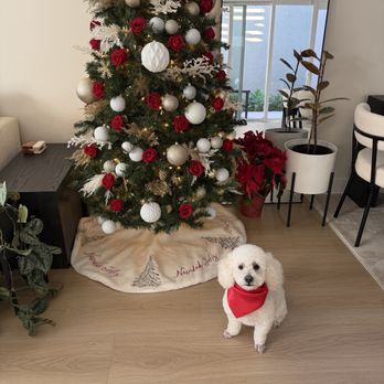 Luscious Paws - Pet Groomers Near Me - Laguna Niguel, California