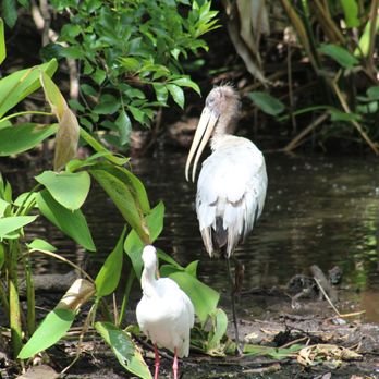 Big Cypress Bend Boardwalk - Parks Near Me - Naples, Florida