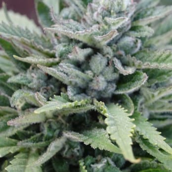 Marley Love Canna - Cannabis Clinics Near Me Marley Love Canna - Cannabis Clinics Near Me
