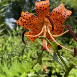 Coker Arboretum - Tigerlilly