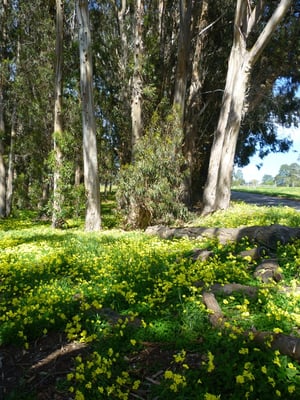Morro Bay State Park by null
